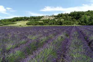 lavandes en fleurs domaine la melette0138.JPG